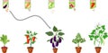 Educational matching game for biology lesson. Different vegetable plants with fruits in flower pots and open sachet with seeds